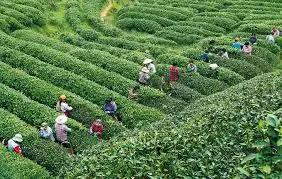 Ingeniería y Estudios diversos, impacto ambiental y valorización de plantaciones